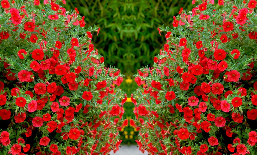 Image 4: Calibrachoa Million Bells Plant