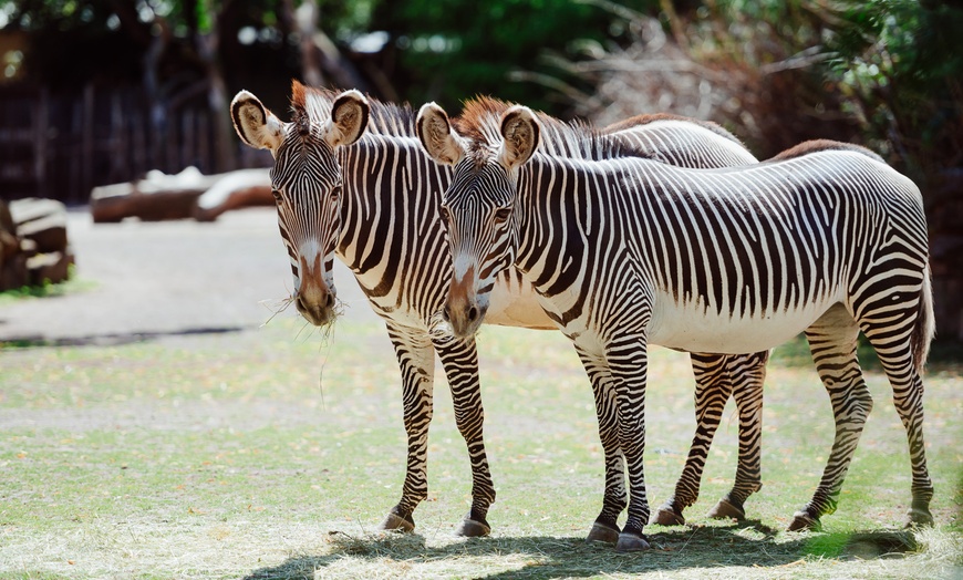 Image 4: Tageskarte für den Zoo Magdeburg für 1 oder 2 Personen