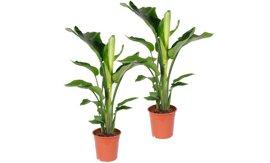 Image 3: Plant XL de Strelitzia "Nicolai" oiseau de paradis 80-90 cm