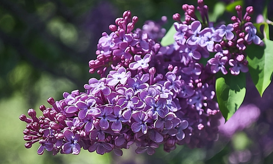 Image 7: Set de 4 lilas de variedad a elegir, entregadas en maceta, de Rootz