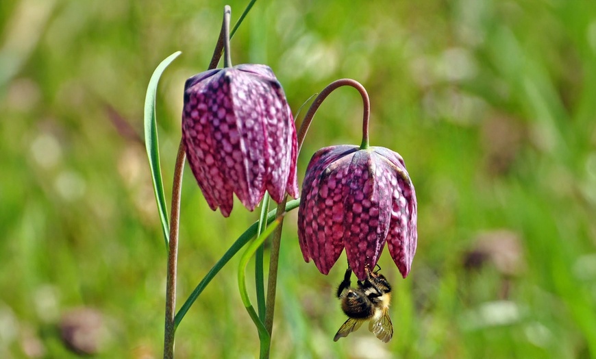 Image 6: 25 or 50 Fritillaria Meleagris Mixed Spring Flowering Bulbs