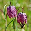 Image 6: 25 or 50 Fritillaria Meleagris Mixed Spring Flowering Bulbs