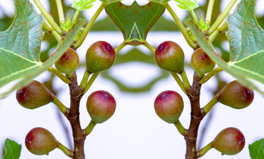 Image 4: 1, 2 or 3 Potted Fruit Plant Collections