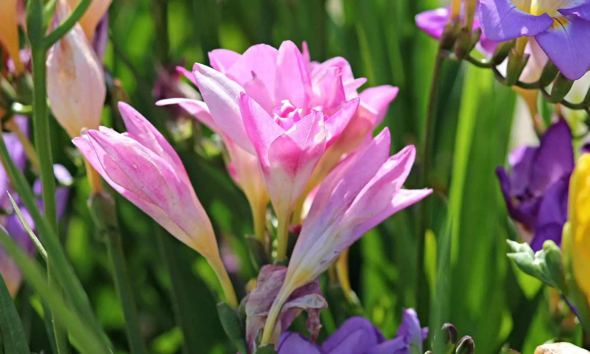 Famously Fragrant Mixed Freesia Flower Bulbs Vibrant and Aromatic Blooms