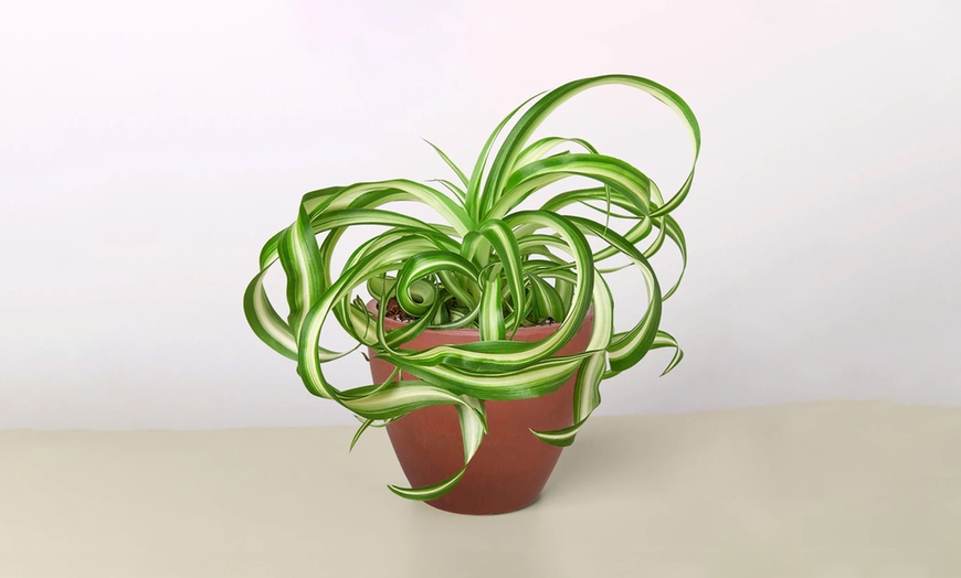 Image 11: Curly Charm: Spider Plant 'Bonnie' – Easy Care & Air-Purifying from House Plant Shop with Free Shipping Up to 15%Off
