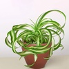 Image 11: Spider Plant 'Bonnie' in 3", 4", 6", and 8" sizes – Easy Care & Air-Purifying with Free Shipping Up to 15%Off