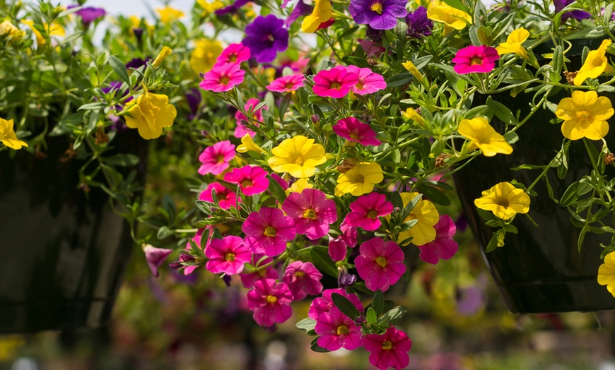 Garden Ready Trailing Petunia | Groupon