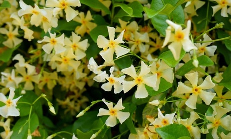 Groupon Unisex Yellow Jasmine Star Of Toscana Potted Plants: Two