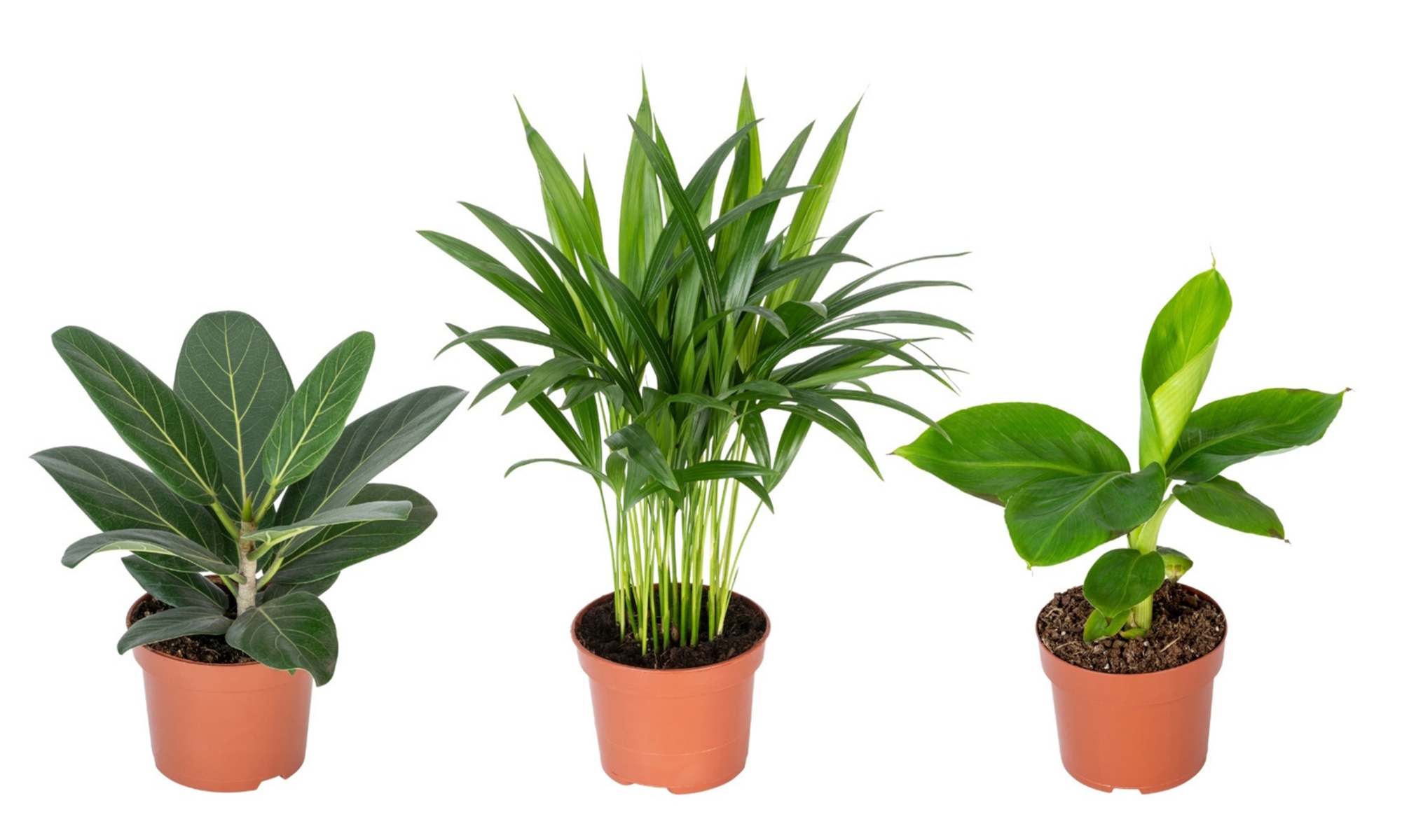 Exotisch Oosters kamerplantentrio