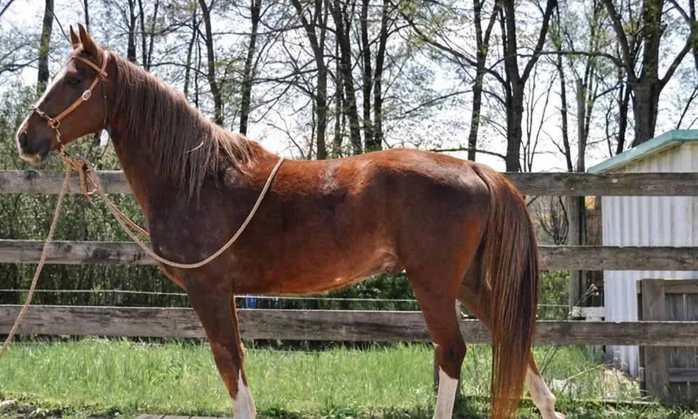 Horseback Riding Adventures on Scenic Trails