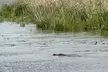 Swamp Eco Cruise & Walking Tour – 2-Hour Adventure for 1–6 People at Gulf Coast Eco Tour (Up to 20% Off) - Second Medium