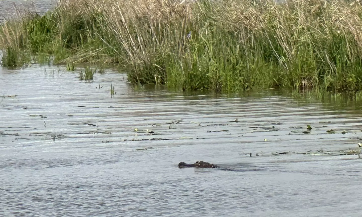 Swamp Eco Cruise & Walking Tour – 2-Hour Adventure for 1–6 People
