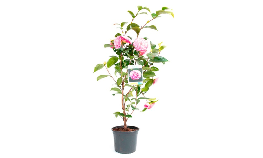 Image 10: 1 oder 2 japanische Rosen-Sträucher "Camellia japonica" XL