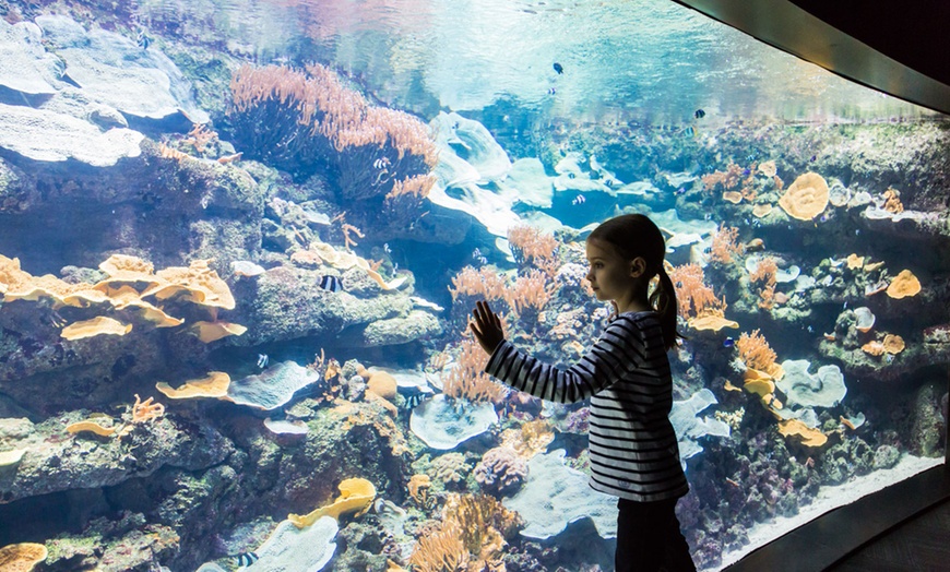 Image 3: Aquarium de Paris : la richesse du monde sous-marin tout l'année