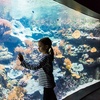 Image 3: Aquarium de Paris : la richesse du monde sous-marin tout l'année