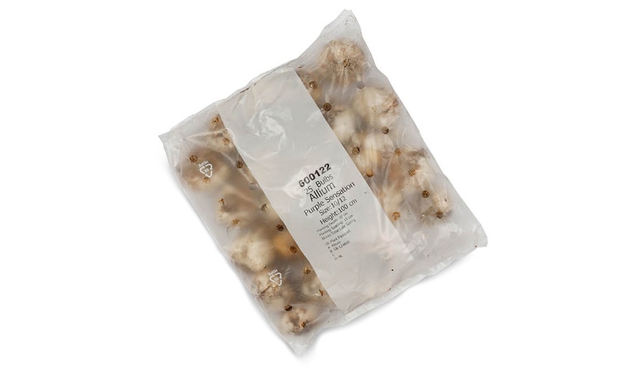 Image 4: 25 or 50 Allium 'Purple Sensation' Bulbs – Vibrant Spring Blooms