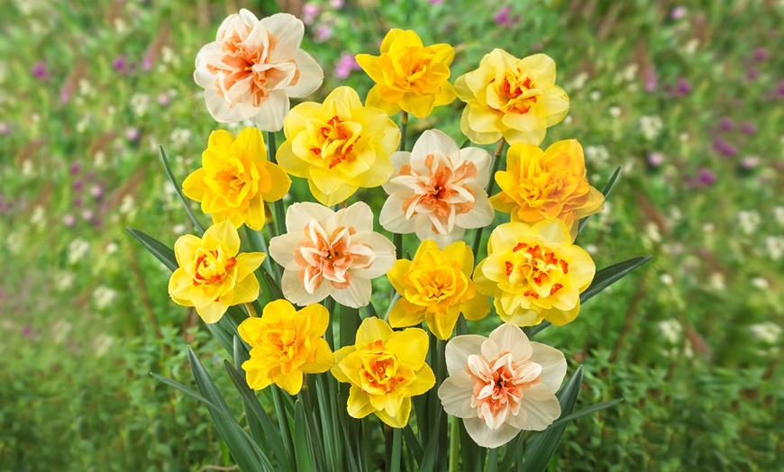 Image 1: Double Daffodil XL Bulbs