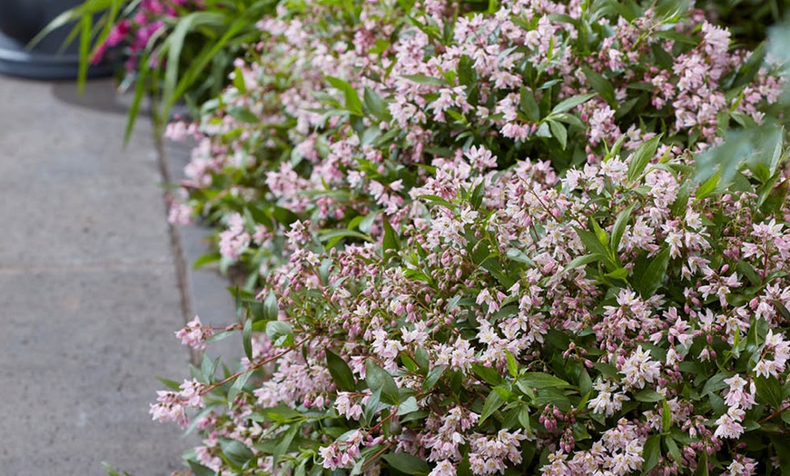 Image 3: YouGarden Deutzia 'Million Stars Pink Carpet' Plant