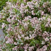 Image 3: YouGarden Deutzia 'Million Stars Pink Carpet' Plant