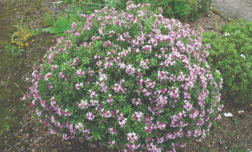 Image 7: Potted Fragrant Daphne Plants - 1 or 2 Potted Plants