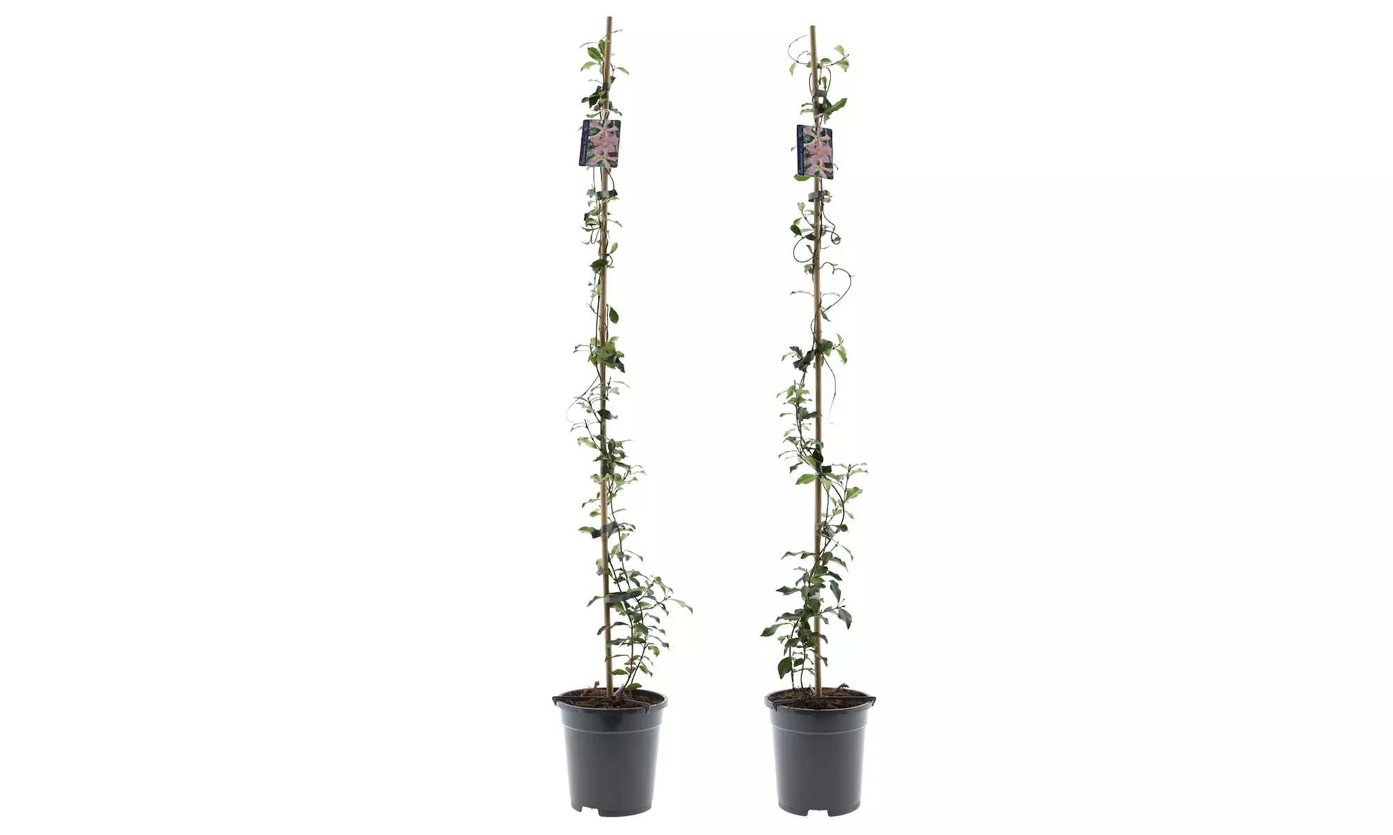 Set de 1 o 2 plantas de jazmín toscano XXL, de Gardenzo