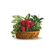 Image 16: Same Day Live Plants & Dish Gardens from Blooms Today with Delivery 60% Off