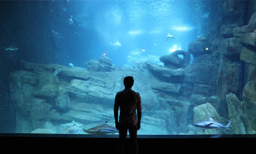 Image 2: Aquarium de Paris : la richesse du monde sous-marin tout l'année