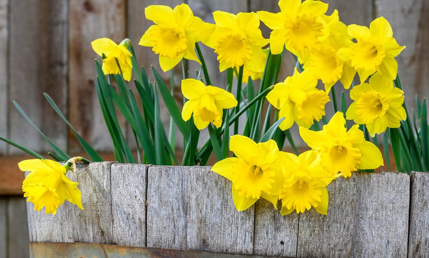 Image 1: King Alfred Daffodil Bulbs – Pack of 20 or 40 for Spring Flowering