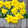 Image 1: King Alfred Daffodil Bulbs – Pack of 20 or 40 for Spring Flowering