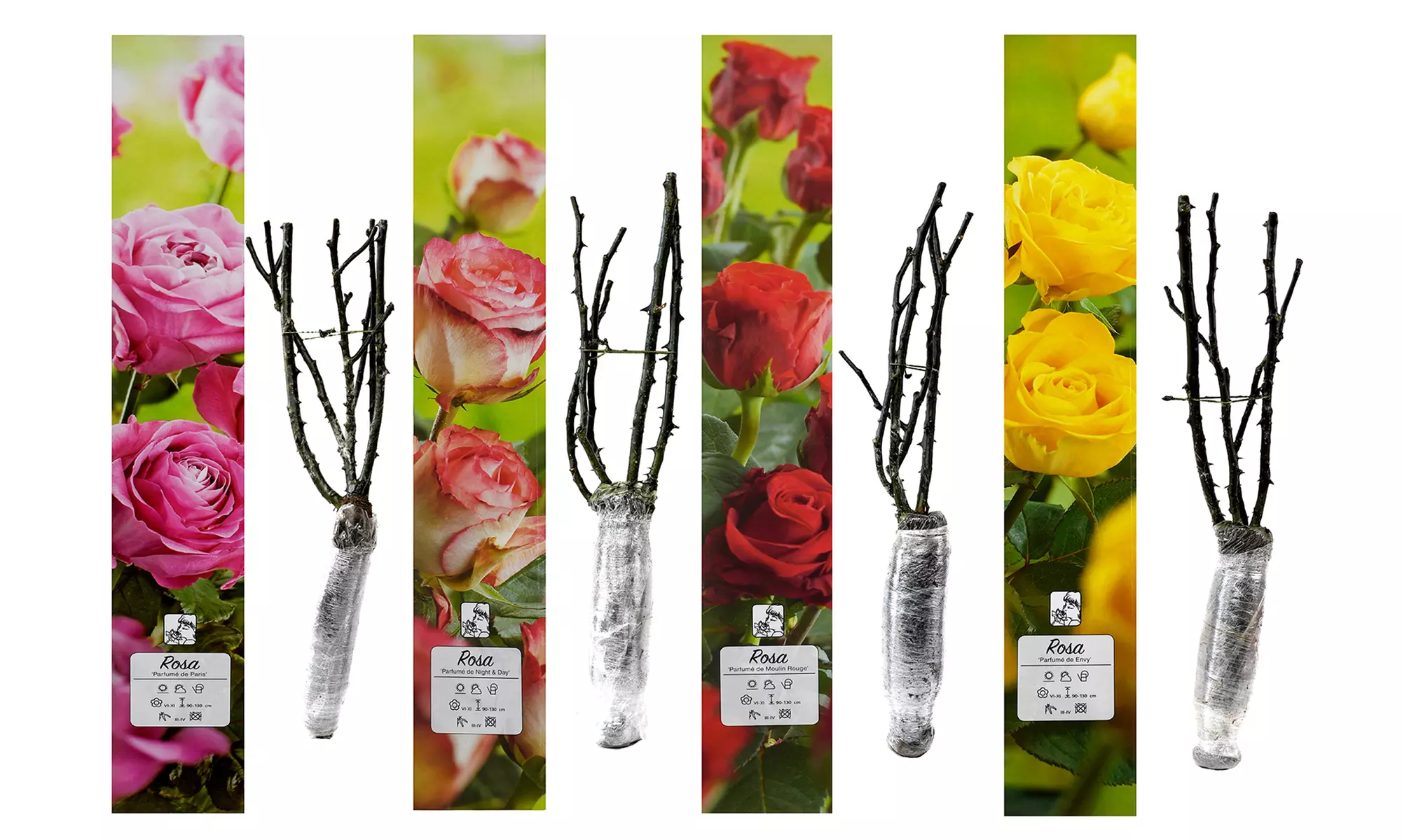 Ensembles de 4 roses de jardin parfumées à grandes fleurs