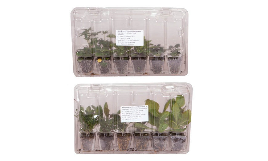 Image 2: YouGarden Hardy Perennial Plant Collections