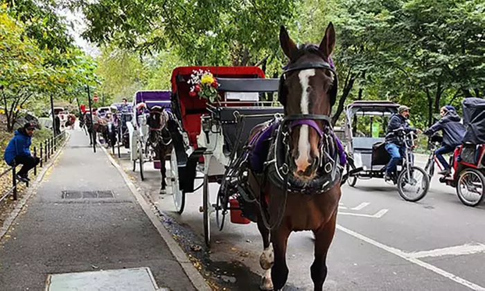 Up to 21% Off on Horse Drawn Carriage Ride at NYC Horse and Carriage Ride - Second Medium