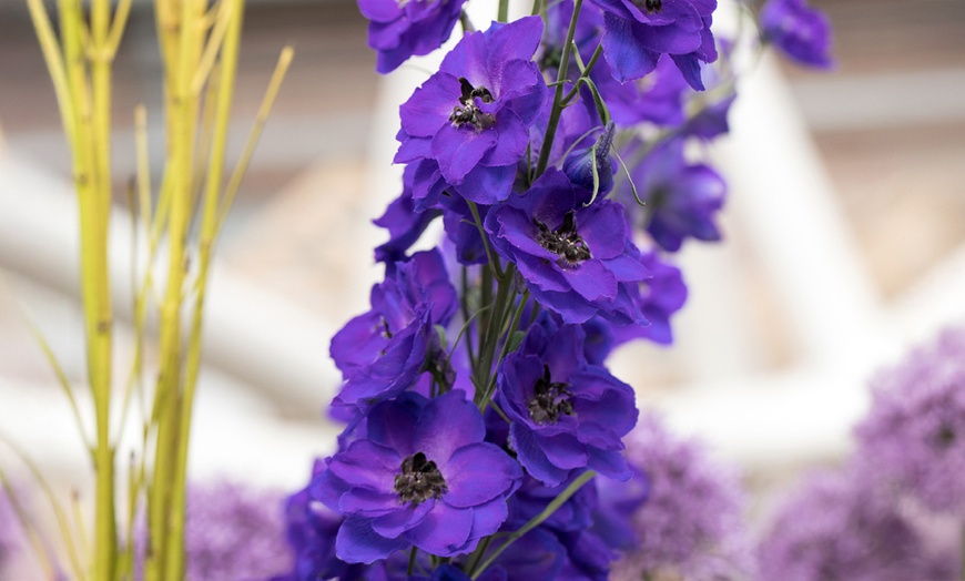 Image 5: Delphinium 'Magic Fountain' Established Plant