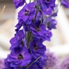 Image 5: Delphinium 'Magic Fountain' Established Plant