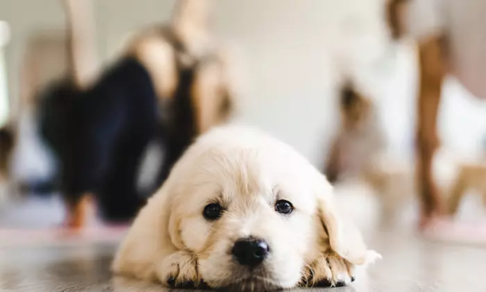 Odzyskaj równowagę i uśmiech: Sesja Pieski Yoga dla 1 lub 2 osób