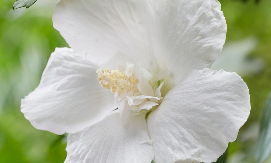 Image 4: Hibiscus Flower Tower White - 1, 2 or 3 Potted Plants