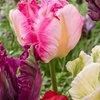 Image 3: 15 or 30 Tulip 'Parrot' Mixed Spring Flowering Bulbs