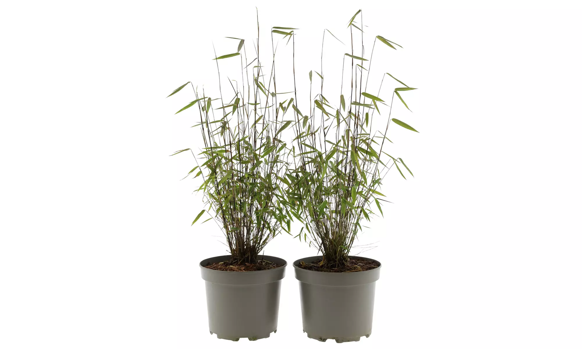 Hasta 6 plantas de bambú Fargesia