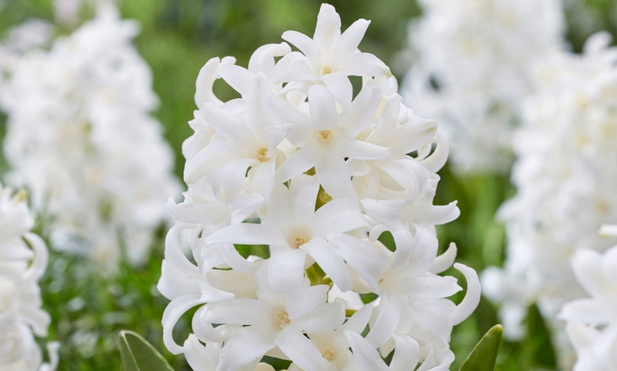 Image 5: Bis zu 40x Hyazinthen-Blumenzwiebel-Mischung