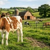 Image 1: Cow Cuddling Experience at a Farm with Hands On Interaction
