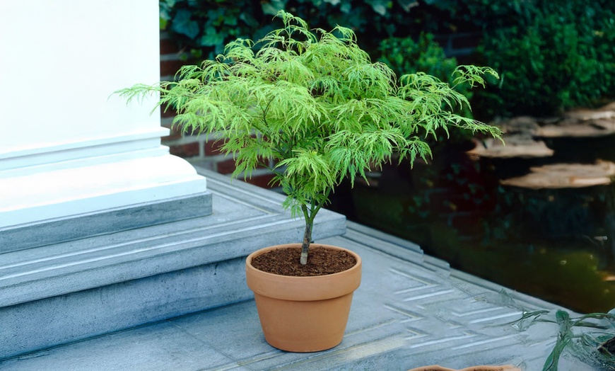 Image 1: YouGarden Acer Trees, Gift Wrapped, Various Foliage Colours