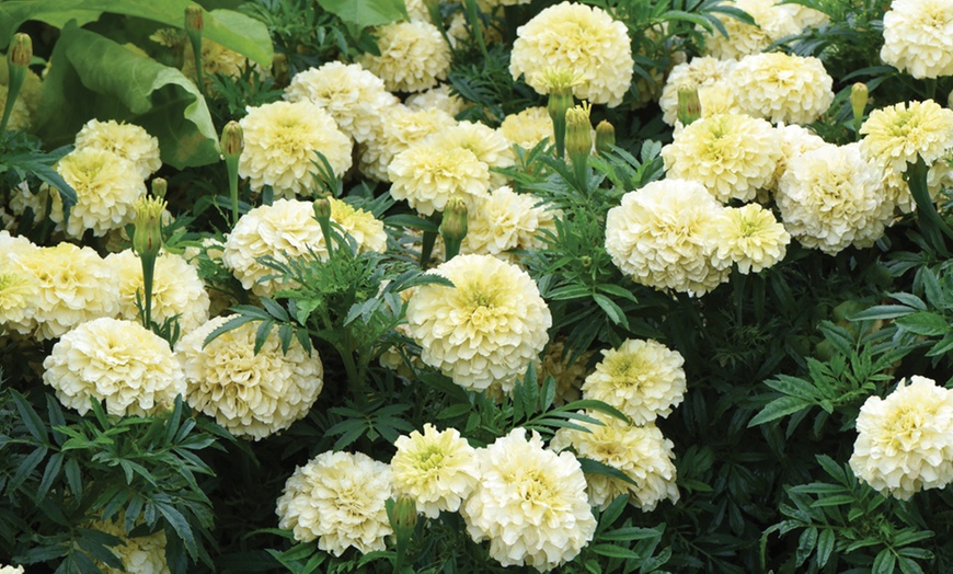 Image 11: 15 Mixed Garden Ready Summer Bedding Plant Collection