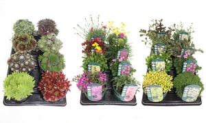 Eight Piece Hardy Plants Set