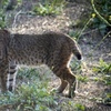 Image 2: Muir Woods & Sausalito Tour with Iconic Views for 1, 2, or 4 People