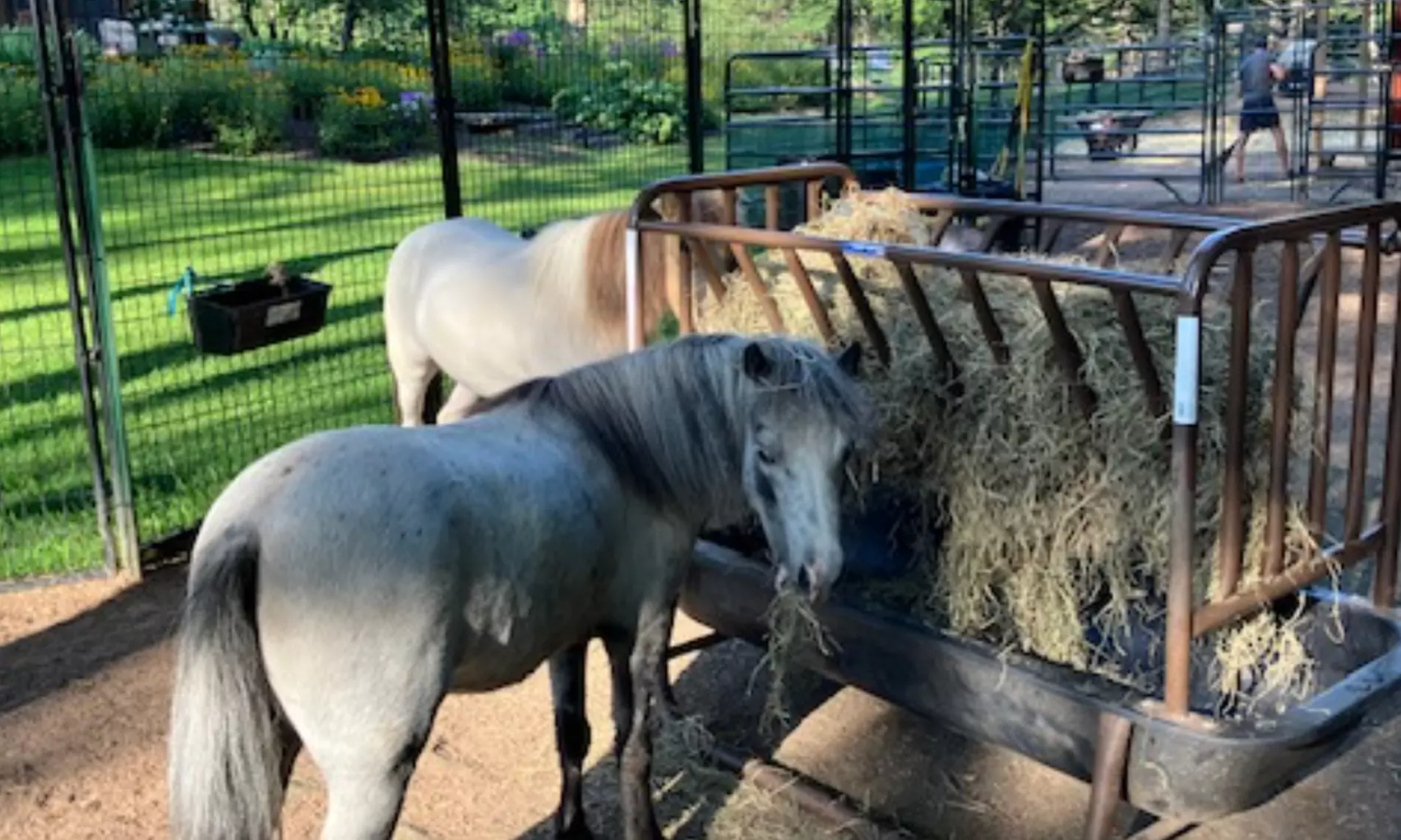 Experience One Hour Petting Animals & Farm Tour for One, Two, or Four