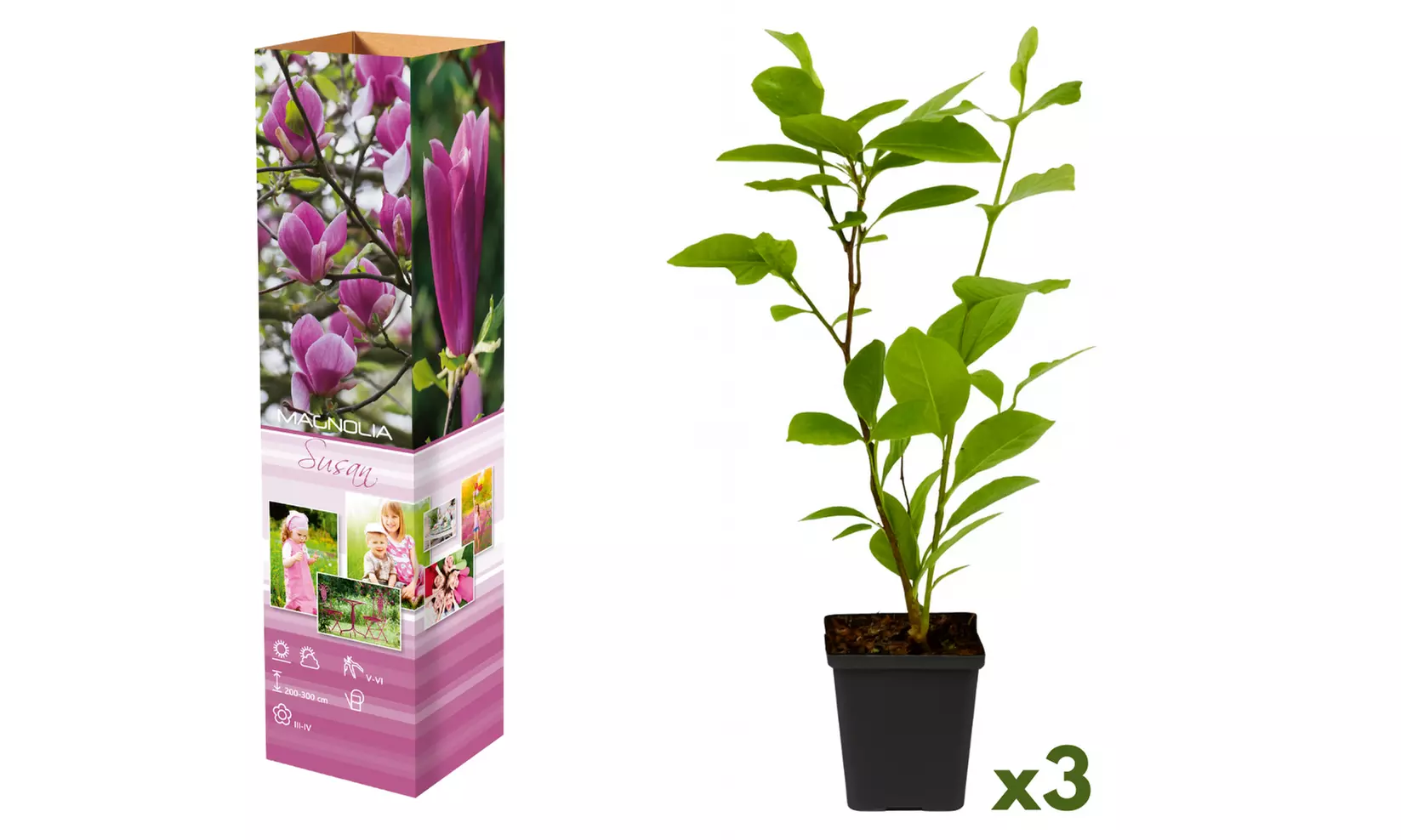 3x oder 6x Magnolien