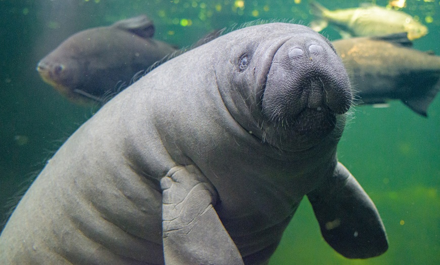 Image 9: Einzigartig wild: Tageskarten für den Zoo Duisburg