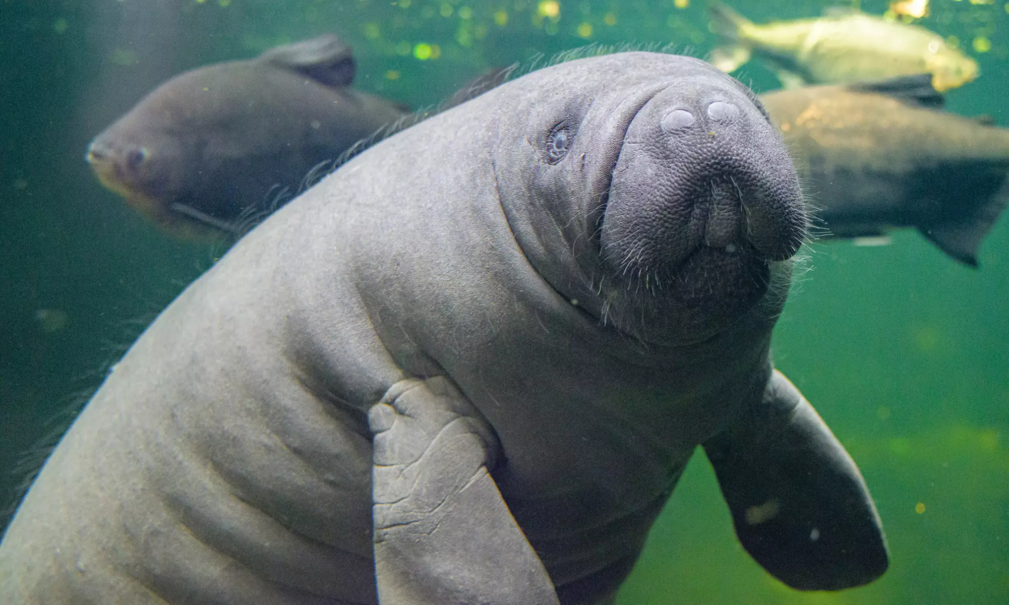 Einzigartig wild: Tageskarten für den Zoo Duisburg