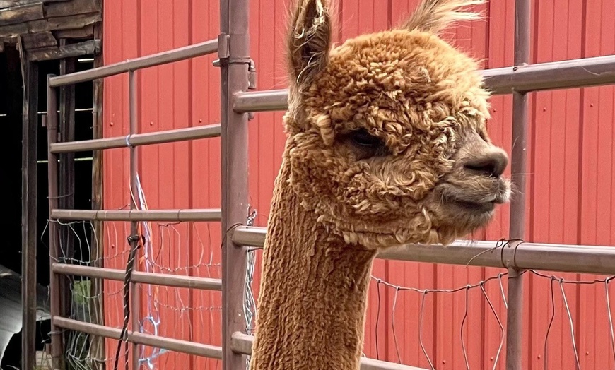 Image 3: Escape to Nature: 2-Night Camping & Alpaca Feeding Adventure