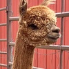 Image 3: Alpaca Encounters & Glamping Stay at Olde Life Alpacas